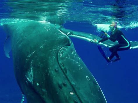 Unlocking the Magic: How Cordless Grooming Devices Empower Whales